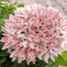 Ixora chinensis "Pink" - Greensouq - 