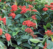 Ixora chinensis "Red" 20 - 60cm - Greensouq - 