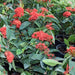Ixora chinensis "Red" 20 - 60cm - Greensouq - 