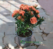 Ixora chinensis "Red" 20 - 60cm - Greensouq - 