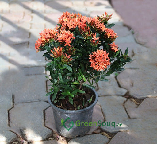 Ixora chinensis "Red" 20 - 60cm - Greensouq - 