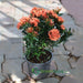 Ixora chinensis "Red" 20 - 60cm - Greensouq - 