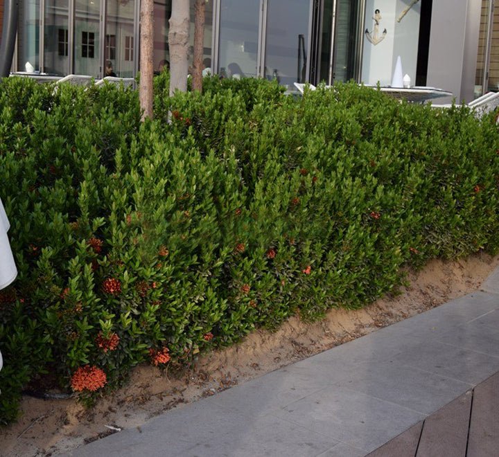 Ixora chinensis "Red" 20 - 60cm - Greensouq - 