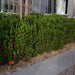 Ixora chinensis "Red" 20 - 60cm - Greensouq - 
