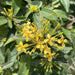 Ixora chinensis "Yellow" 25 - 50cm - Greensouq - 