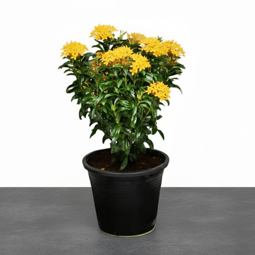 Ixora chinensis "Yellow" 25 - 50cm - Greensouq - 