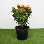 Ixora chinensis Yellow 25 - 50cm | Dubai Gardens Bright Beauty! - Greensouq - 