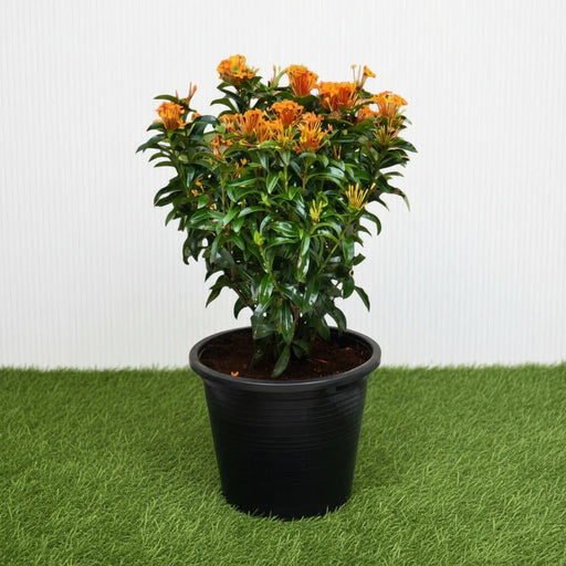Ixora chinensis Yellow 25 - 50cm | Dubai Gardens Bright Beauty! - Greensouq - 