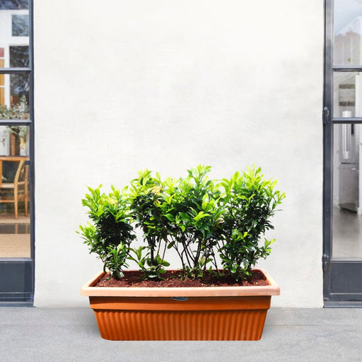 Ixora Chinensis | Yellow Flower - Greensouq - 