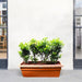 Ixora Chinensis | Yellow Flower - Greensouq - 