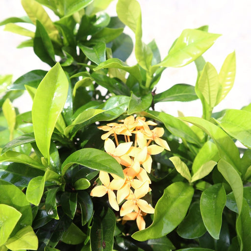 Ixora Chinensis | Yellow Flower - Greensouq - 