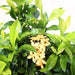 Ixora Chinensis | Yellow Flower - Greensouq - 