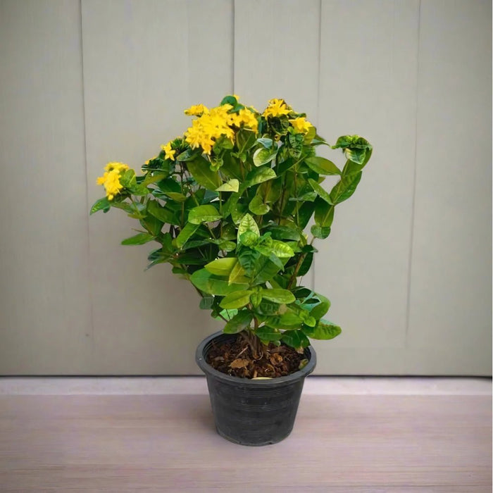 Ixora Coccinea 0.25 - 0.3m - Greensouq - 