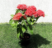 Ixora Coccinea 0.25 - 0.3m - Greensouq - 