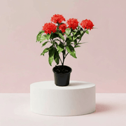 Ixora Coccinea 0.25 - 0.3m - Greensouq - 