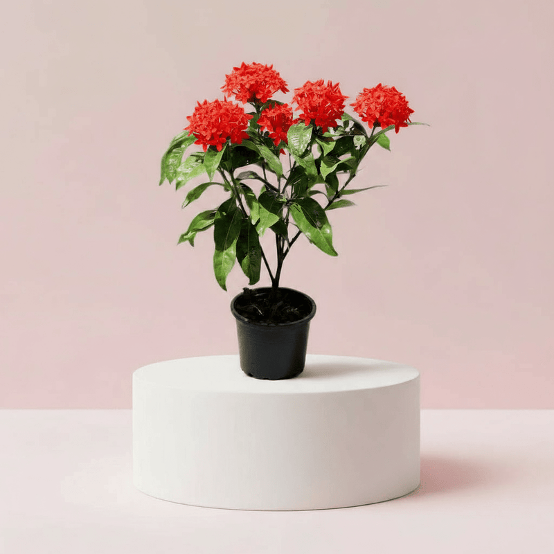 Ixora Coccinea 0.25 - 0.3m - Greensouq - 