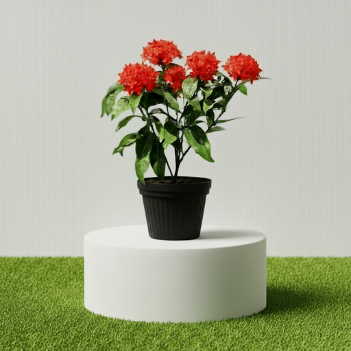 Ixora Coccinea 0.25 - 0.3m - Greensouq - 