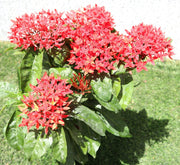 Ixora Coccinea 0.25 - 0.3m - Greensouq - 