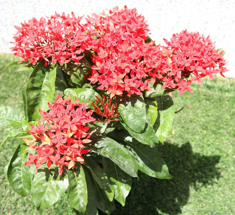 Ixora Coccinea 0.25 - 0.3m - Greensouq - 
