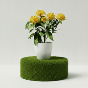 Ixora Coccinea Miniature 0.25 - 0.3m - Greensouq - 