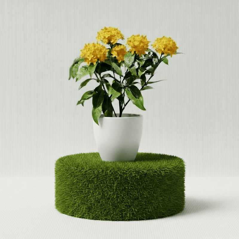 Ixora Coccinea Miniature 0.25 - 0.3m - Greensouq - 