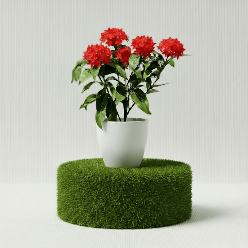 Ixora Coccinea Miniature 0.25 - 0.3m - Greensouq - 