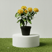 Ixora Coccinea Miniature 0.25 - 0.3m - Greensouq - 