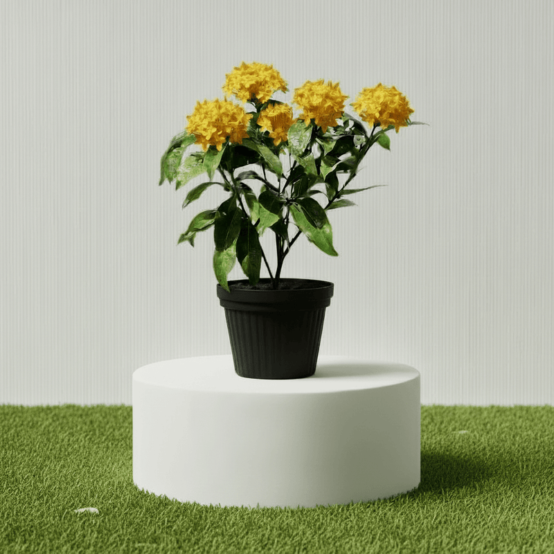 Ixora Coccinea Miniature 0.25 - 0.3m - Greensouq - 