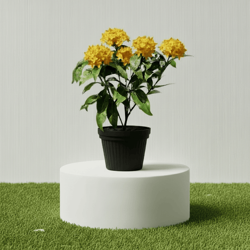Ixora Coccinea Miniature 0.25 - 0.3m - Greensouq - 