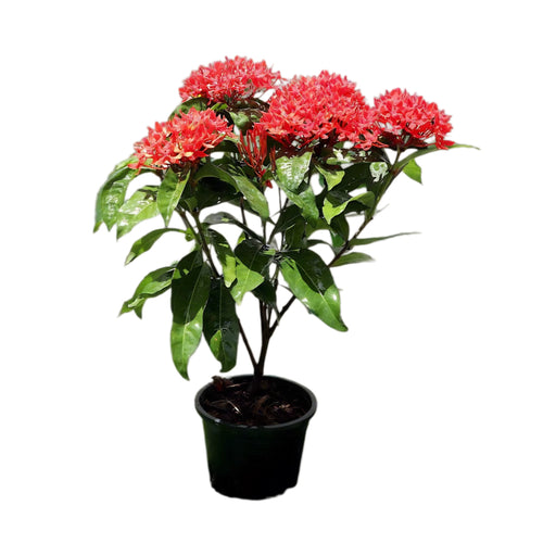 Ixora Coccinea grennsouq