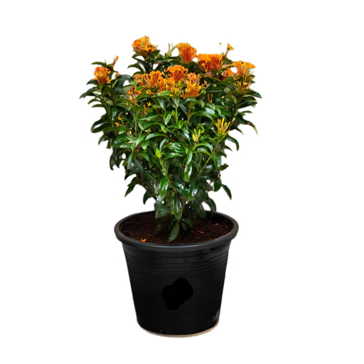 Ixora chinensis “Red” 20-60cm greensouq