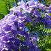 Jacaranda flower Green Souq