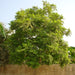 Jacaranda Mimosifolia "Blue jacaranda - Black Poui" - Greensouq - 