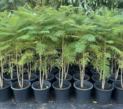 Jacaranda Mimosifolia "Blue jacaranda - Black Poui" - Greensouq - 