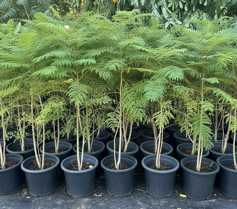 Jacaranda Mimosifolia "Blue jacaranda - Black Poui" - Greensouq - 