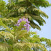 Jacaranda Mimosifolia "Blue jacaranda - Black Poui" - Greensouq - 