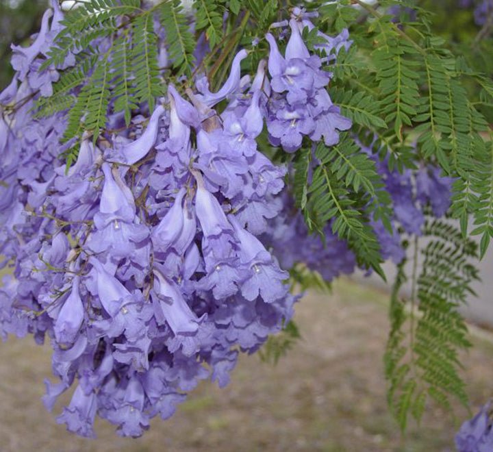 Jacaranda Mimosifolia "Blue jacaranda - Black Poui" - Greensouq - 