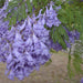 Jacaranda Mimosifolia "Blue jacaranda - Black Poui" - Greensouq - 