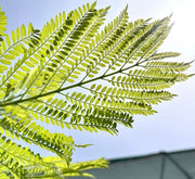 Jacaranda Mimosifolia "Blue jacaranda - Black Poui" - Greensouq - 