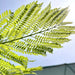 Jacaranda Mimosifolia "Blue jacaranda - Black Poui" - Greensouq - 