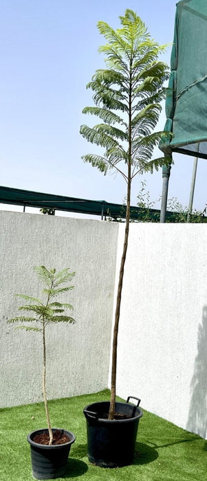 Jacaranda Mimosifolia "Blue jacaranda - Black Poui" - Greensouq - 