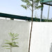Jacaranda Mimosifolia "Blue jacaranda - Black Poui" - Greensouq - 
