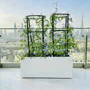 Jacquemontia Pentantha Duo / SkyBlue Cluster Vine in Grp Pot (70x30x30) - Greensouq - 
