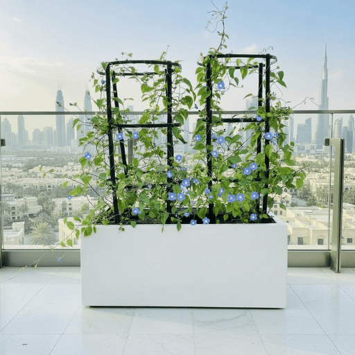 Jacquemontia Pentantha Duo / SkyBlue Cluster Vine in Grp Pot (70x30x30) - Greensouq - 
