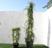 Jacquemontia Pentantha "Sky Blue Cluster Vine" - Greensouq - 