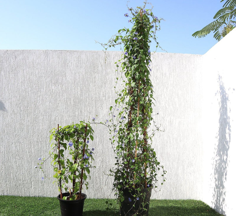 Jacquemontia Pentantha "Sky Blue Cluster Vine" - Greensouq - 