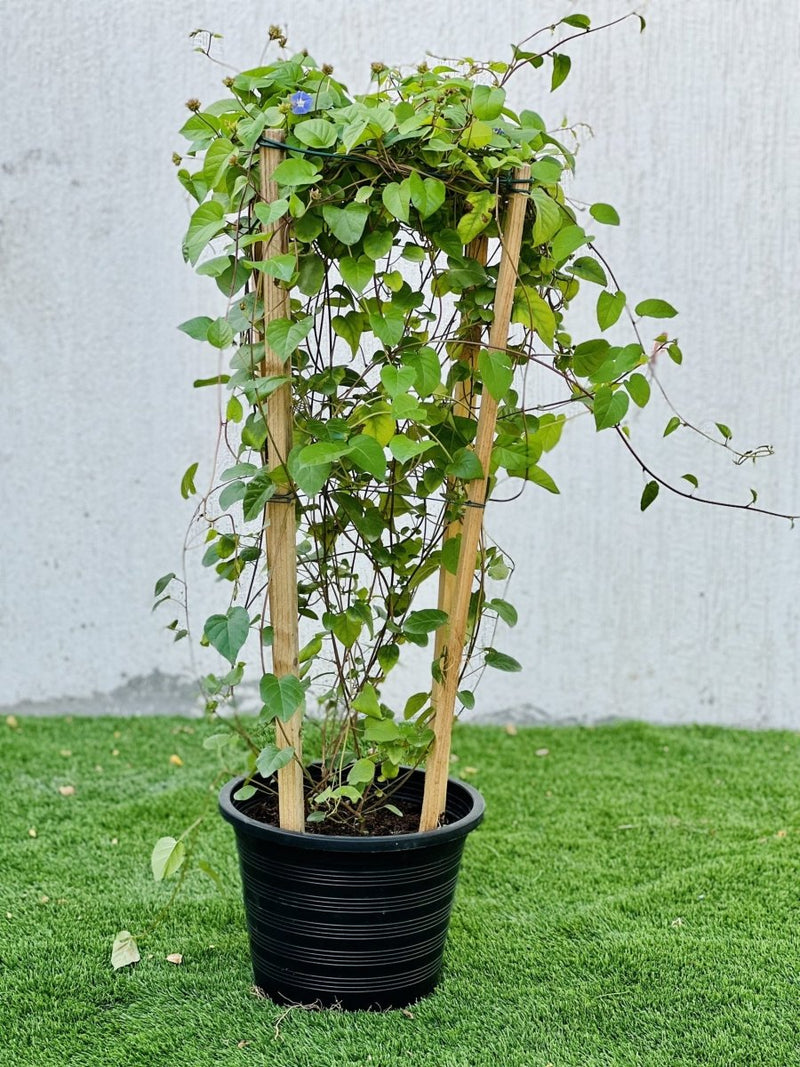 Jacquemontia Pentantha "Sky Blue Cluster Vine" - Greensouq - 