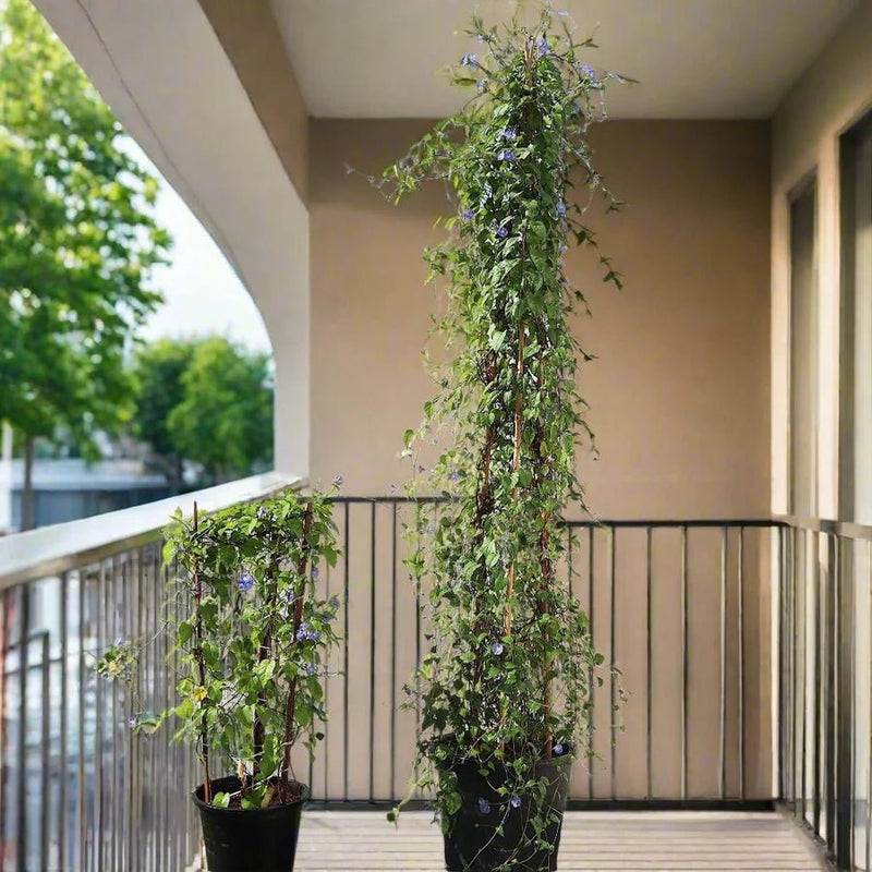 Jacquemontia Pentantha "Sky Blue Cluster Vine" - Greensouq - 