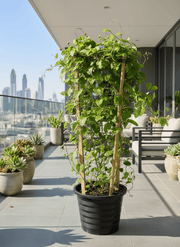 Jacquemontia Pentantha "Sky Blue Cluster Vine" - Greensouq - 