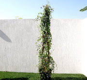 Jacquemontia Pentantha "Sky Blue Cluster Vine" - Greensouq - 